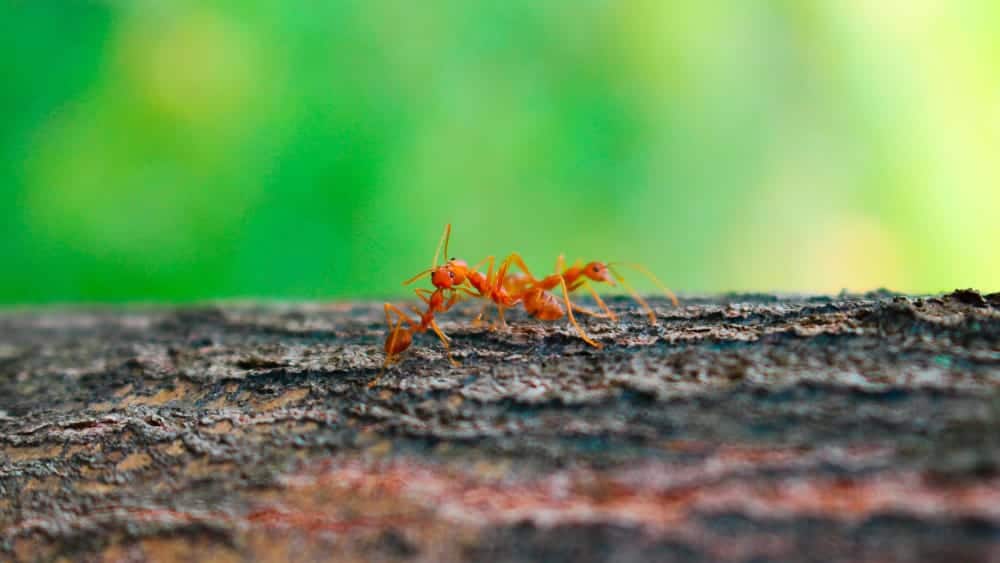 Ants are common household pests in Southern Alabama & Georgia