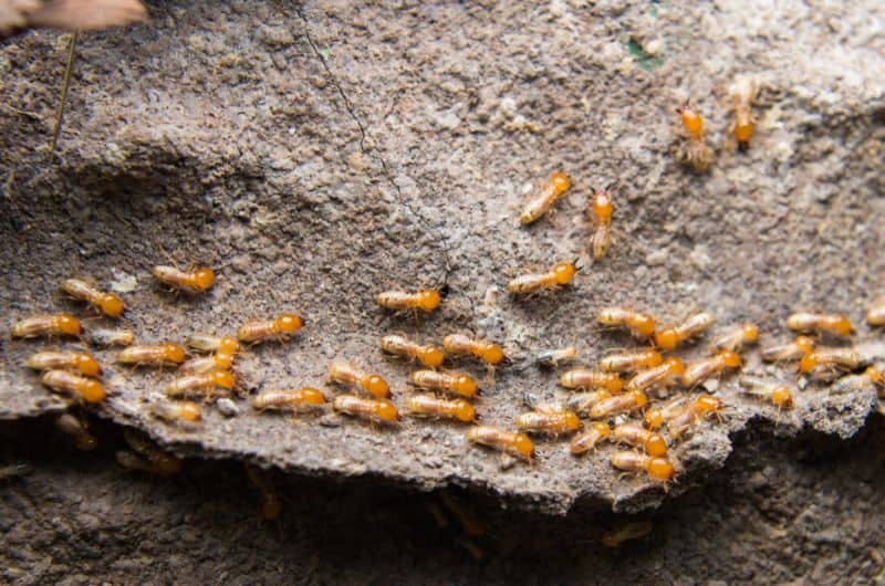 A close-up image of termites