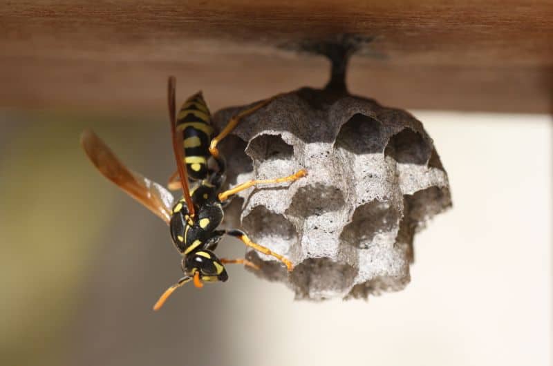 A wasp is building a nest inside someones house