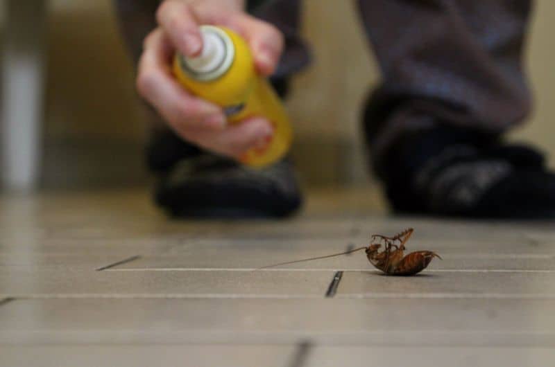 A man is spraying a cockroach he found in his home with roach spray