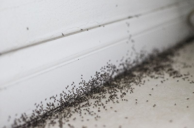 A swarm of ants are invading a homeowners bathroom