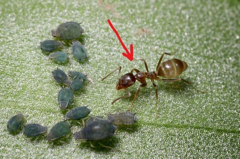 An argentine ant is standing next to a group of aphids