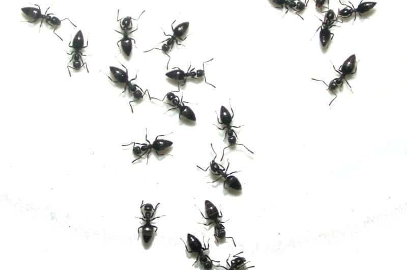 A group of little black ants looking for food