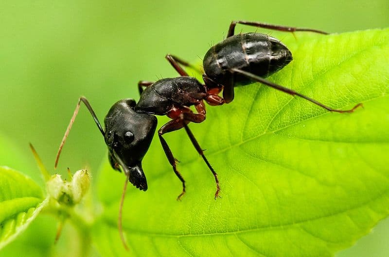 A carpenter ant on a leaf