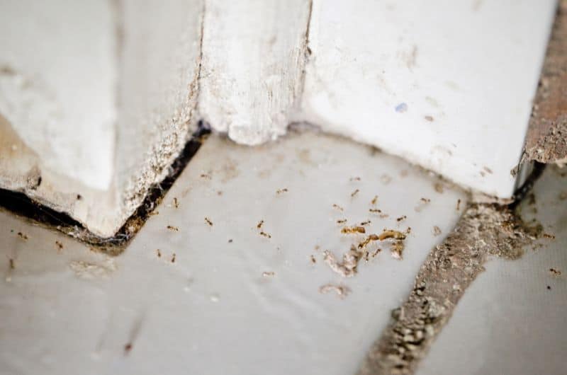A bunch of ants are making their way around a homeowners bathroom tile