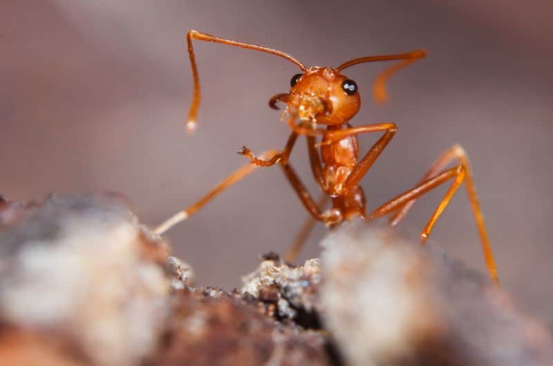 A southern fire ant