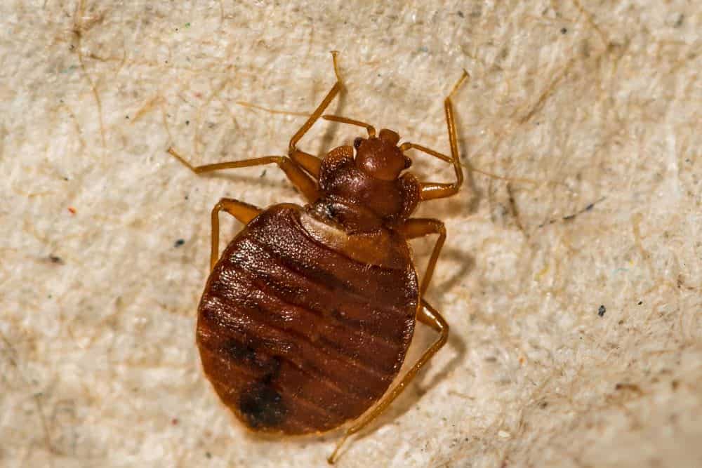 A super zoomed in closeup of a bed bug