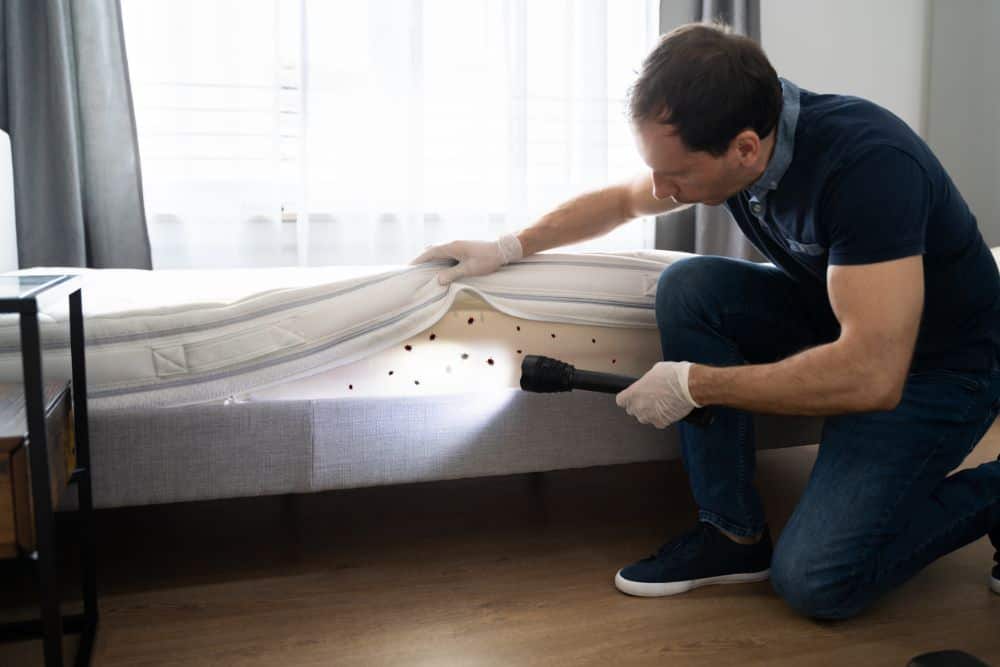 A homeowner is examining his mattress for possible bed bugs
