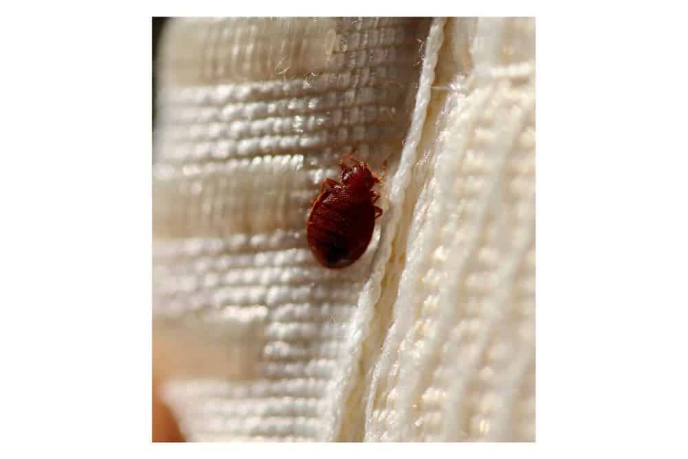A closeup of a bedbug found on a secondhand purchased white sweater