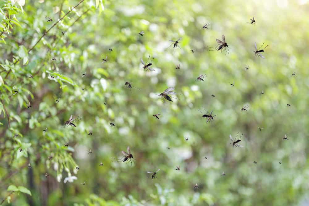 A swarm of mosquitos are flying around at a park