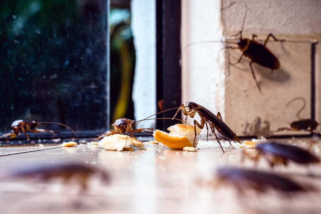Many cockroaches are shown eating scrap foods left out in a restaurant kitchen