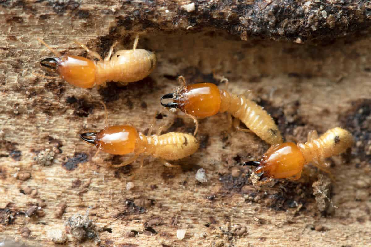 A group of termites are shown eating through wood