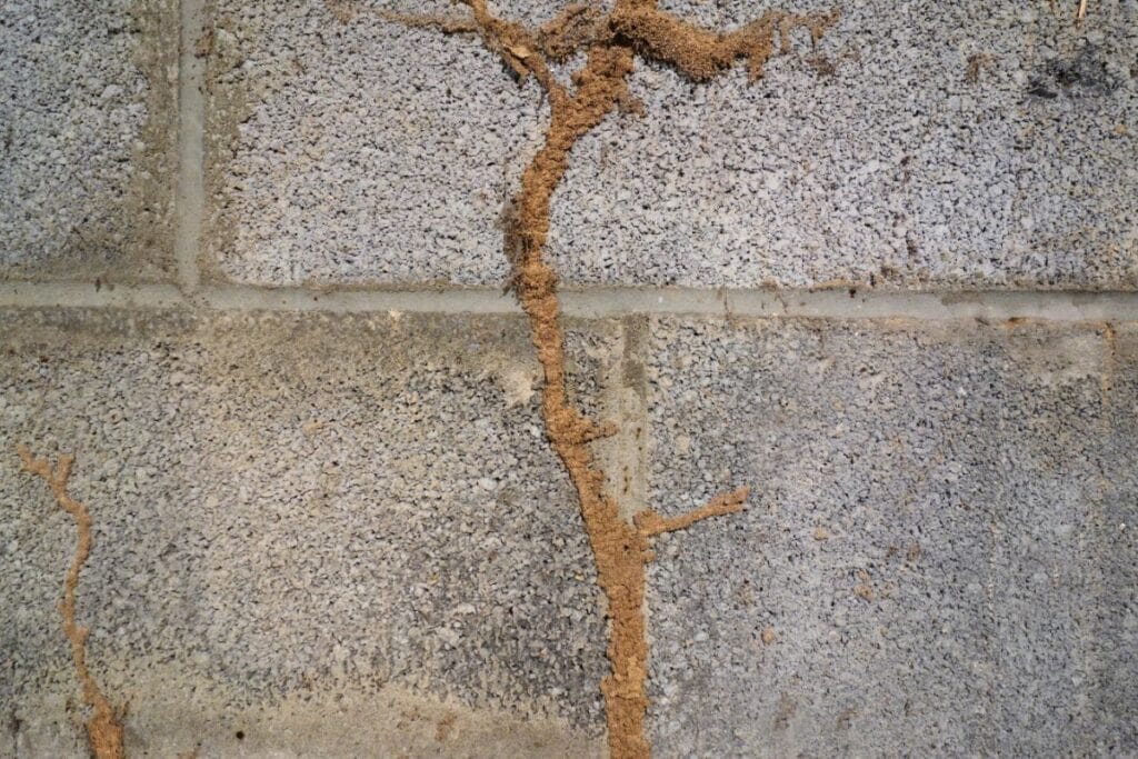 A termite mud tube shown on top of concrete on someones home