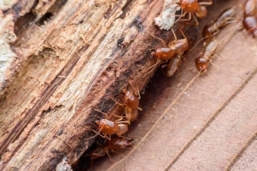 Termites are shown eating through rotting wood