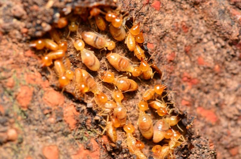A swarm of termites are eating through rotting wood