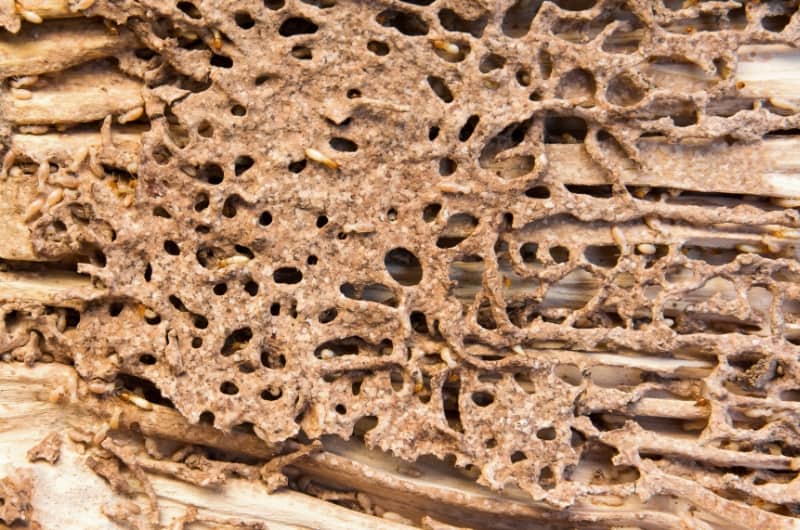 A visual of mud tubes that termites make on walls and other wooden structures