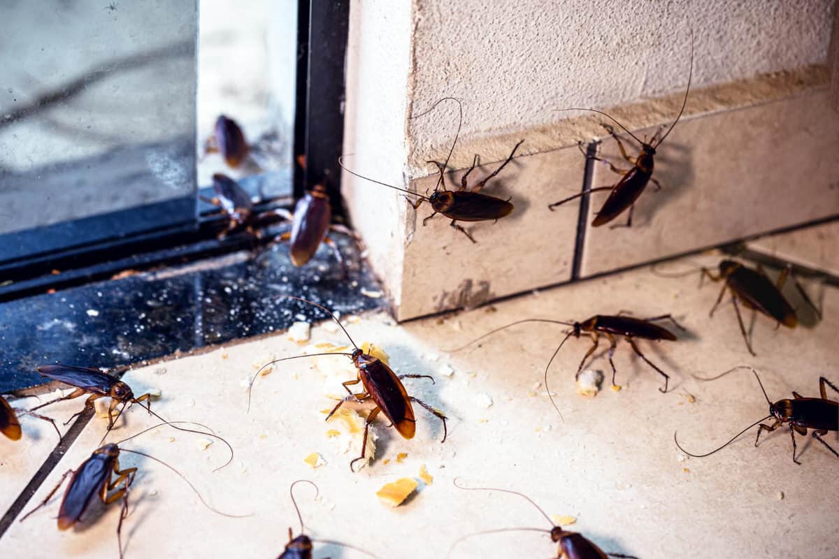 A swarm of cockroaches are invading a commercial property