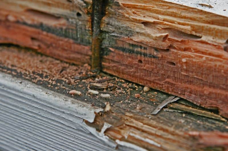 Termites are destroying wood that's part of a house exterior