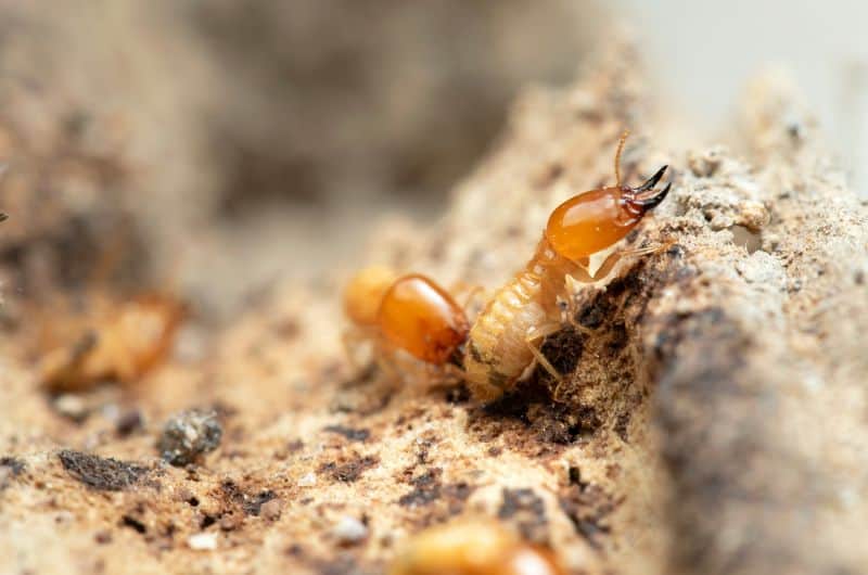 A termite is eating through rotting wood